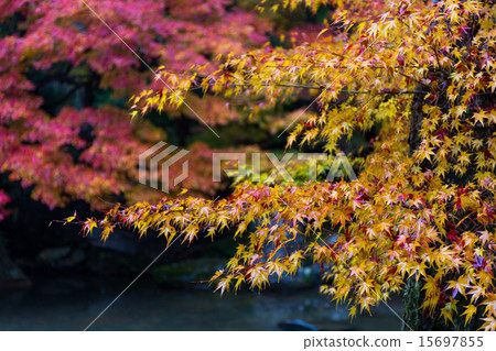 蓮花寺廟秋葉 蓮花寺廟秋葉 15697855