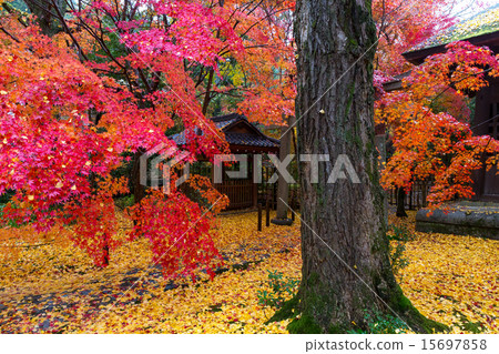 蓮花寺廟秋葉 蓮花寺廟秋葉 15697858