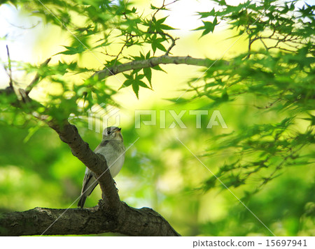 新鮮的綠色和野生鳥類1 新鮮的綠色和野生鳥類1 15697941