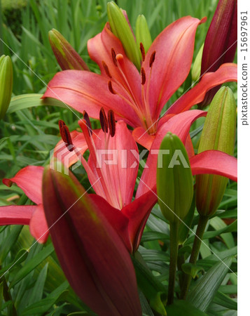 百合 百合 15697961