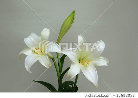 愛爾蘭百合 愛爾蘭百合 15698058