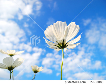 藍天的波斯菊 15698083
