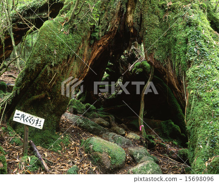 Two generations going cedars 15698096