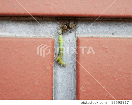 Fly ribs that prey on the caterpillars 15698517