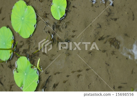 在Akane-shi的Run Ran村的蓮花池中的青蛙學校 在Akane-shi的Run Ran村的蓮花池中的青蛙學校 15698556