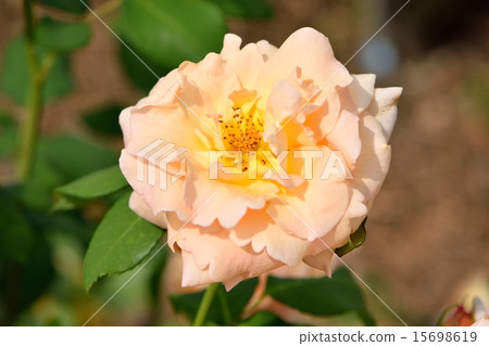 Ablycot nectar in full bloom in bright sunlight 15698619