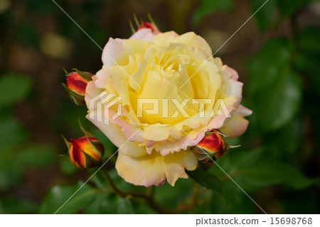 開花在明亮的陽光下的熱帶冰糕 開花在明亮的陽光下的熱帶冰糕 15698768