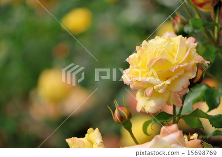 開花在明亮的陽光下的熱帶冰糕 開花在明亮的陽光下的熱帶冰糕 15698769