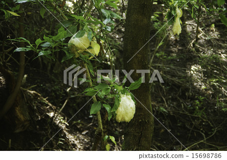 雞蛋3的早晨 雞蛋3的早晨 15698786