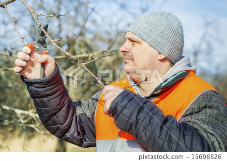 Man cuts the branches in the garden Man cuts the branches in the garden 15698826