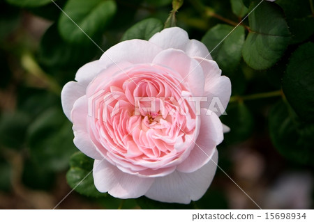 在明亮的陽光下盛開的瑞典女王 15698934