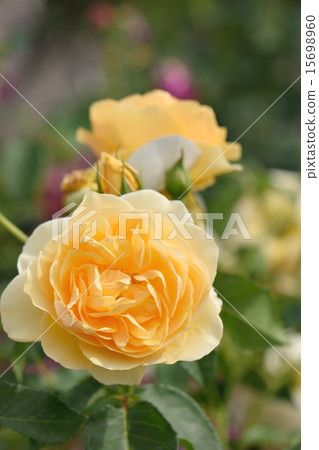 A light yellow blooming Abraham derby in bright sunlight 15698960