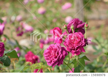 開花在明亮的陽光下的黑暗的桃紅色Chianti 15698978