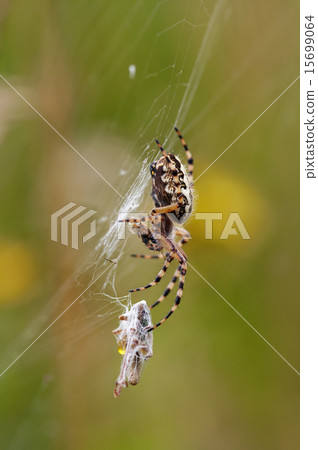 Hunting Spider 15699064