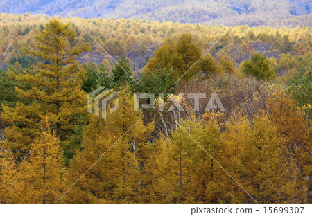 Yachiho湖的秋天 15699307