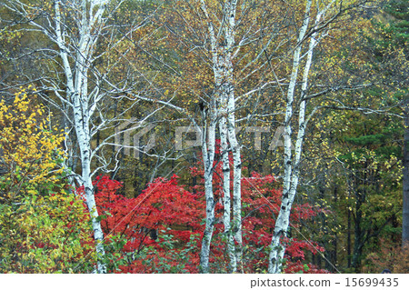 White birch of Yachiho Plateau 15699435
