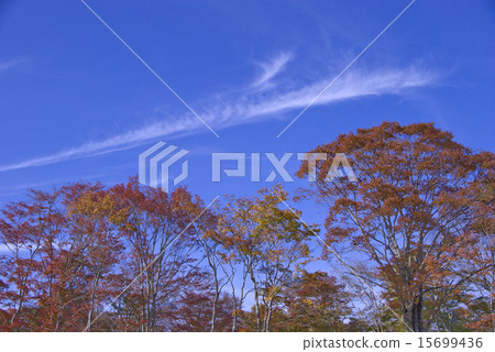 Autumn leaves of Lake Yamanaka Autumn leaves of Lake Yamanaka 15699436