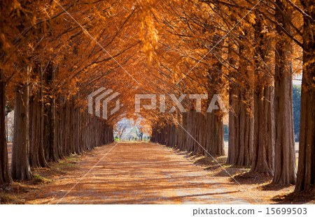 A row of trees of Metasequoia A row of trees of Metasequoia 15699503