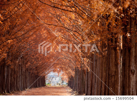 A row of trees of Metasequoia A row of trees of Metasequoia 15699504