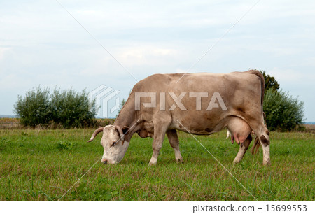 cow grazes 15699553
