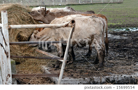 cows eating hay 15699554