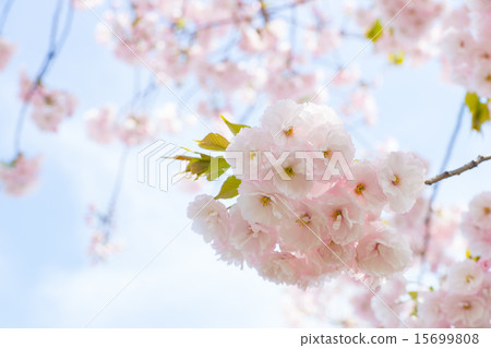 一片葉子（Ichiyo櫻花） 15699808