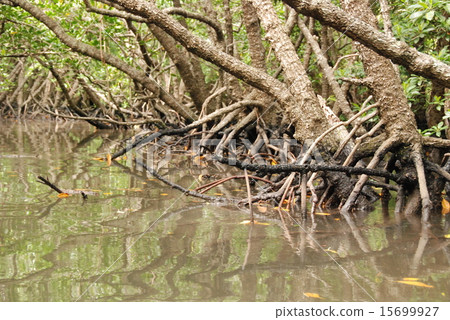 Fukuto River (Ishigakijima, Okinawa Prefecture) 15699927
