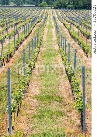 Beautiful rows of grapes Beautiful rows of grapes 15700223