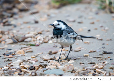 White wagtail (Motacilla alba) White wagtail (Motacilla alba) 15700225