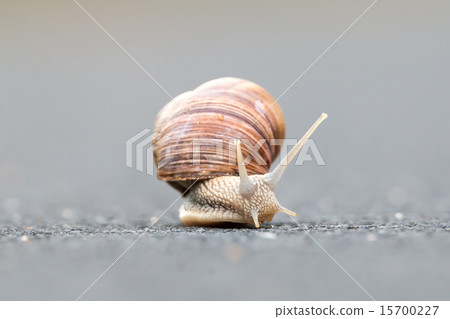 Burgundy snail (Helix pomatia) 15700227