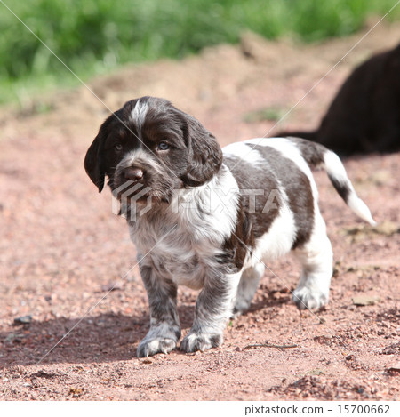 Amazing German Quail Dog Amazing German Quail Dog 15700662