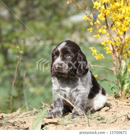 Beautiful puppy of German Quail Dog Beautiful puppy of German Quail Dog 15700671