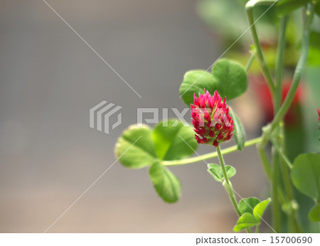 Crimson Clover (Strawberry Candle) 15700690