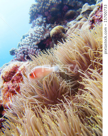 Hanabira銀蓮花魚 Hanabira銀蓮花魚 15700733