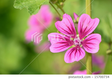 Herb,Mellow(Light Aoi) Herb,Mellow(Light Aoi) 15700734