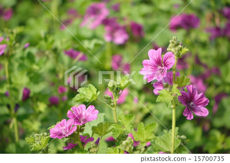 Herb,Mellow(Light Aoi) Herb,Mellow(Light Aoi) 15700735