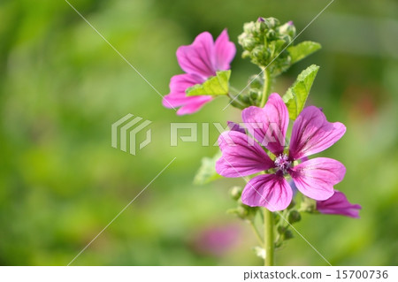 Herb, Mellow (Light Aoi) 15700736