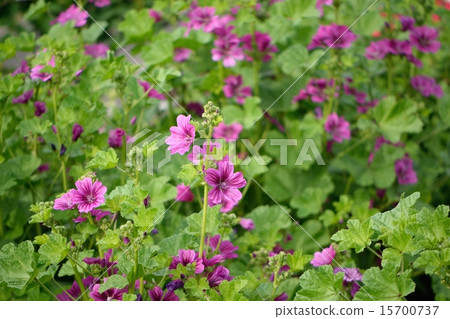 Herb, Mellow (Light Aoi) 15700737
