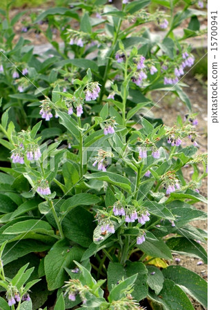 Herbs, comfrey 15700941