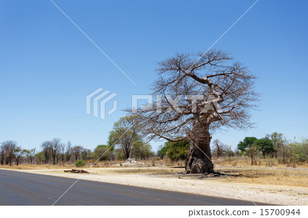majestic baobab tree majestic baobab tree 15700944