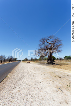 majestic baobab tree majestic baobab tree 15700945