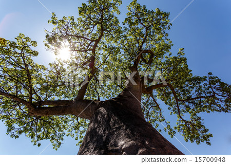 majestic baobab tree majestic baobab tree 15700948