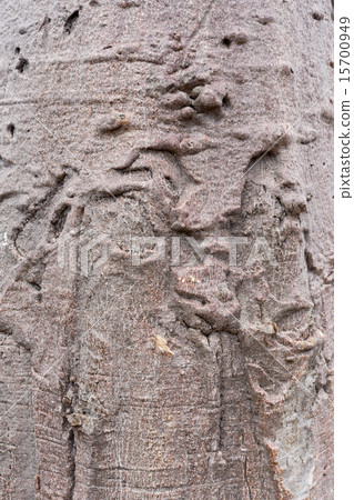 baobab texture baobab texture 15700949