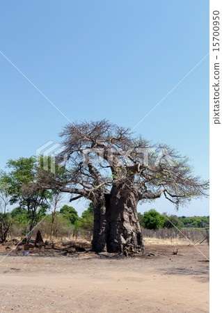 majestic baobab tree 15700950