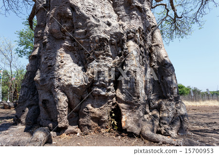 majestic baobab tree majestic baobab tree 15700953