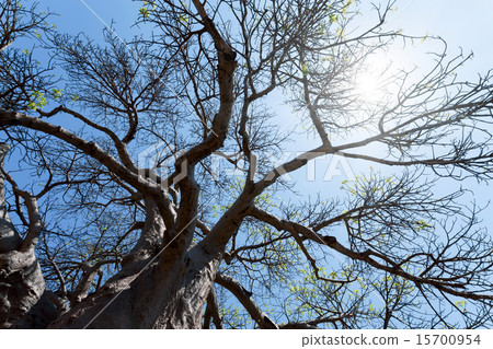 majestic baobab tree majestic baobab tree 15700954