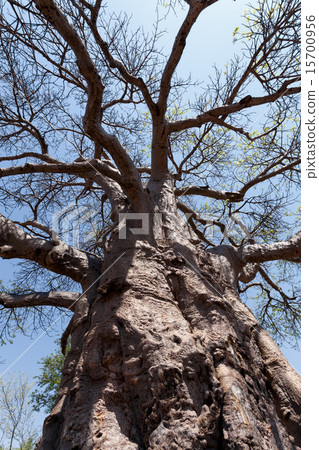 majestic baobab tree majestic baobab tree 15700956