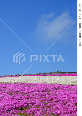 薄荷櫻桃樹 15701026