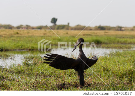 African Openbill with wings spread to the sun 15701037
