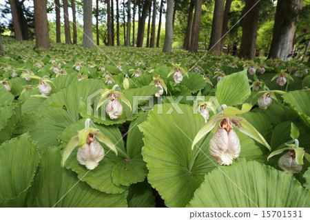 Affiliation 15701531